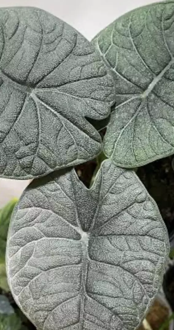 Alocasia Melo Corm thumbnail