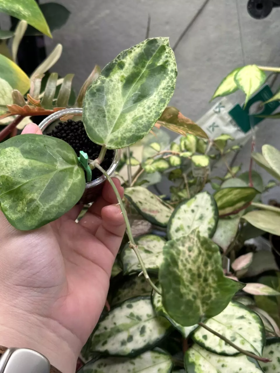 Hoya Candy - 3 nodes full plant - high var thumbnail