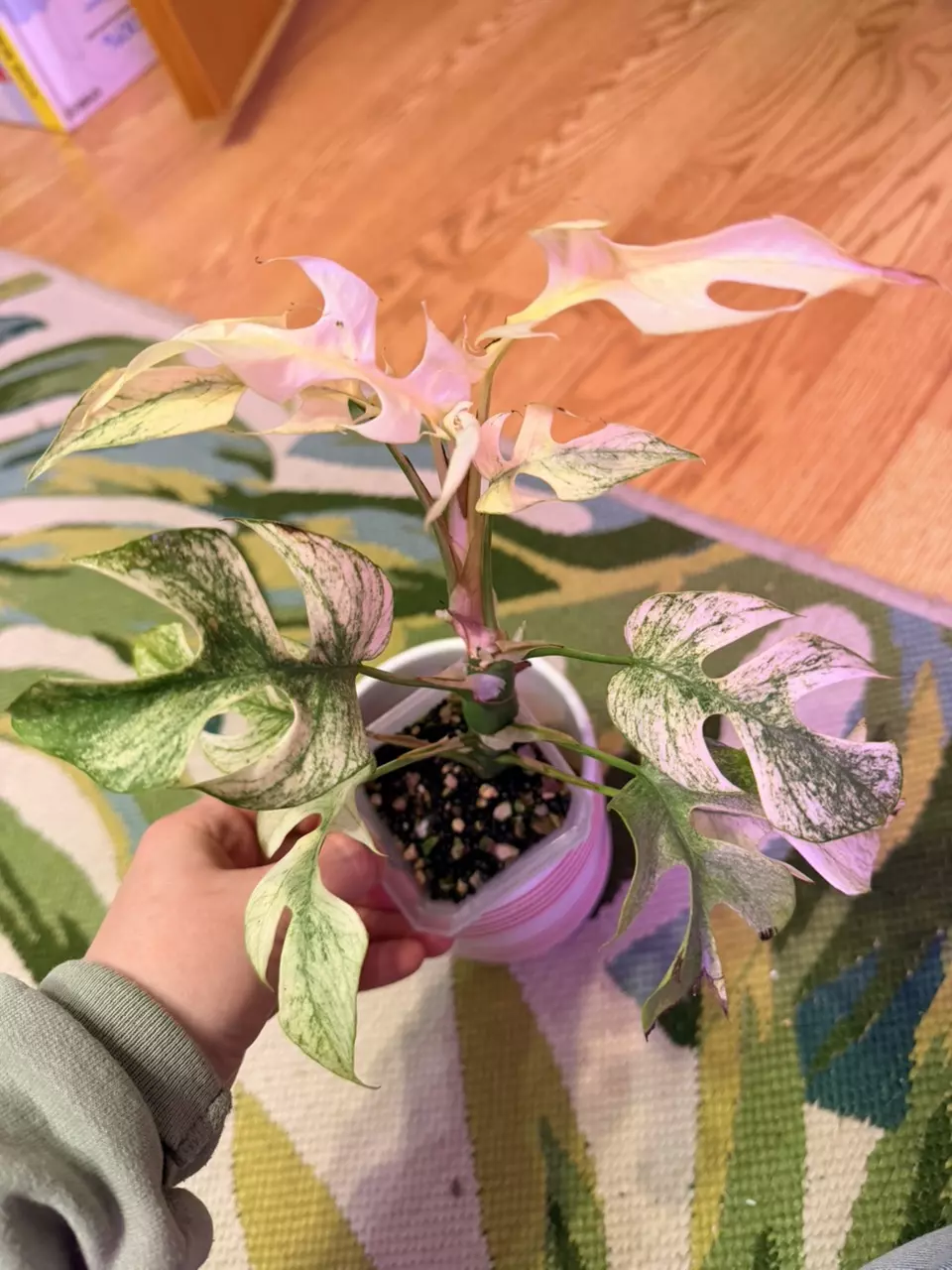 Rhaphidophora Tetrasperma “white monster” thumbnail