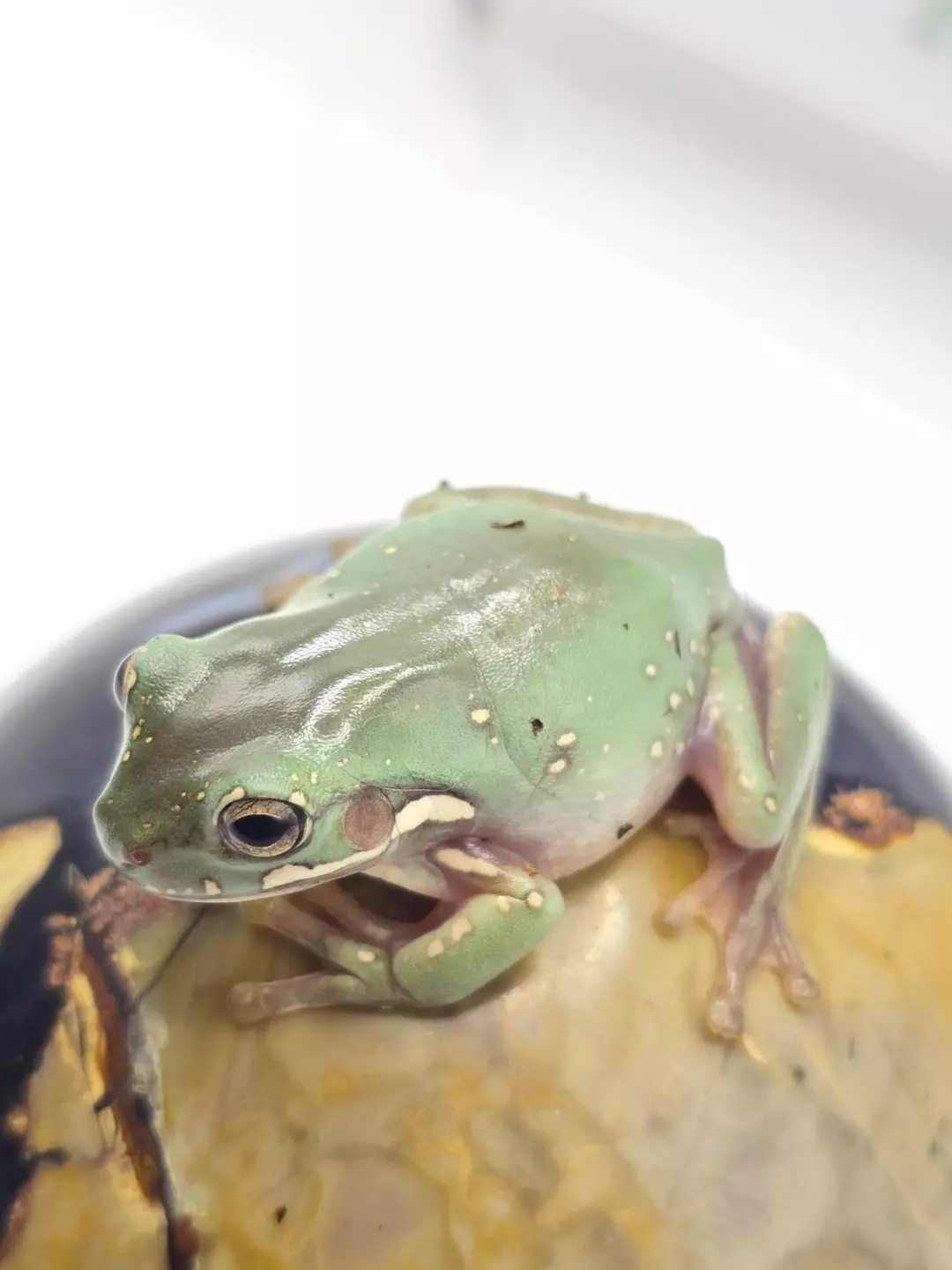 "Javelin" Squall x Storm thumbnail