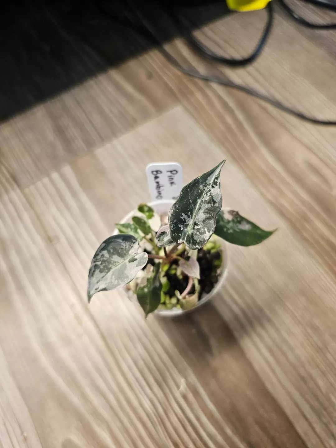 Alocasia Pink Bambino thumbnail