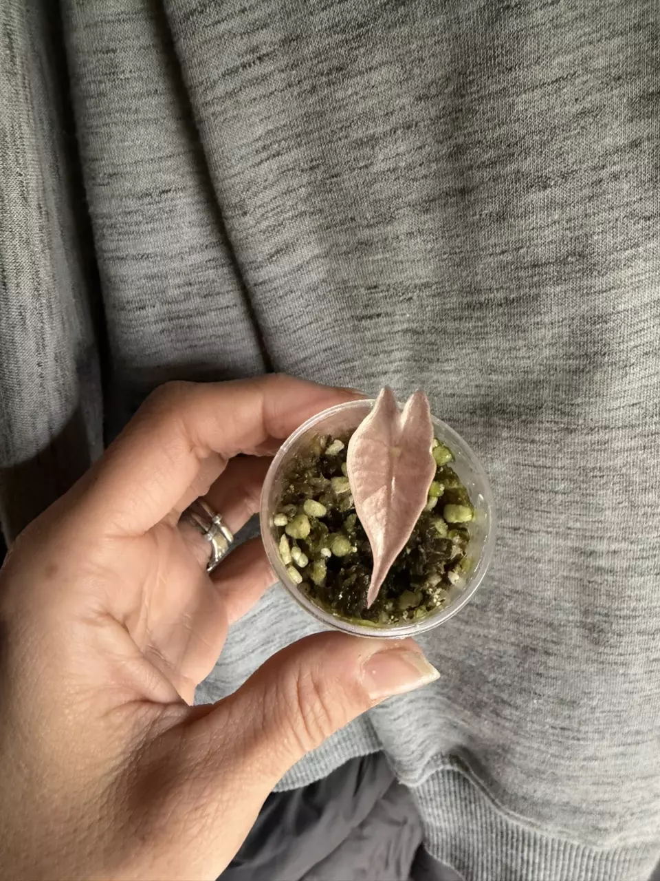 Pink nobilis alocasia thumbnail