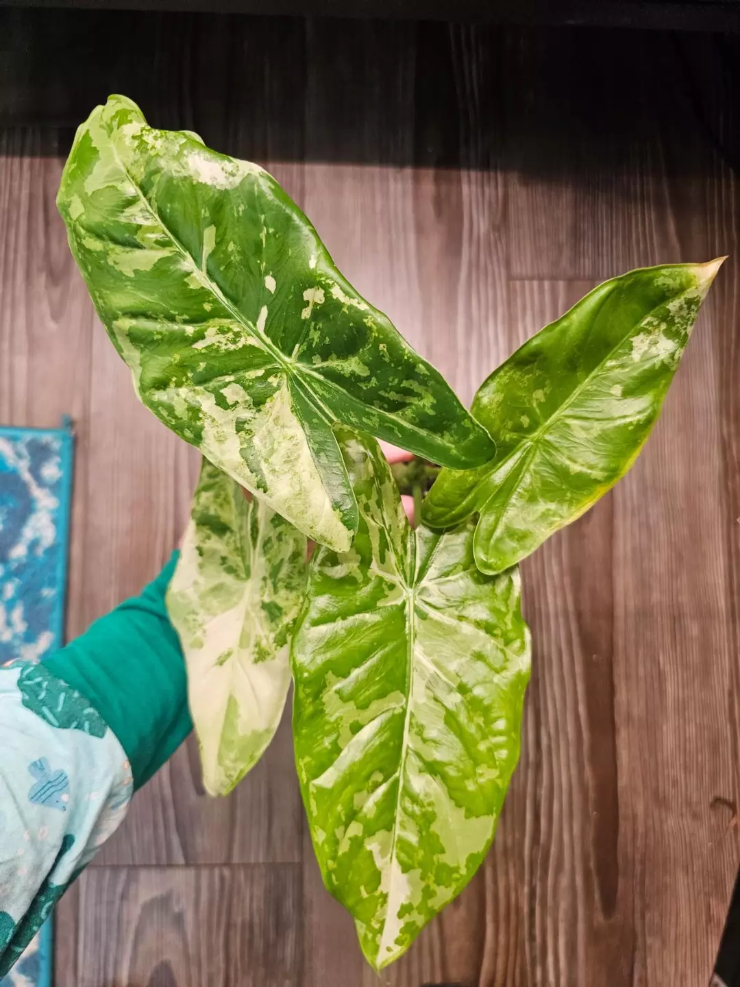 Alocasia Acuminata Albo CORM thumbnail