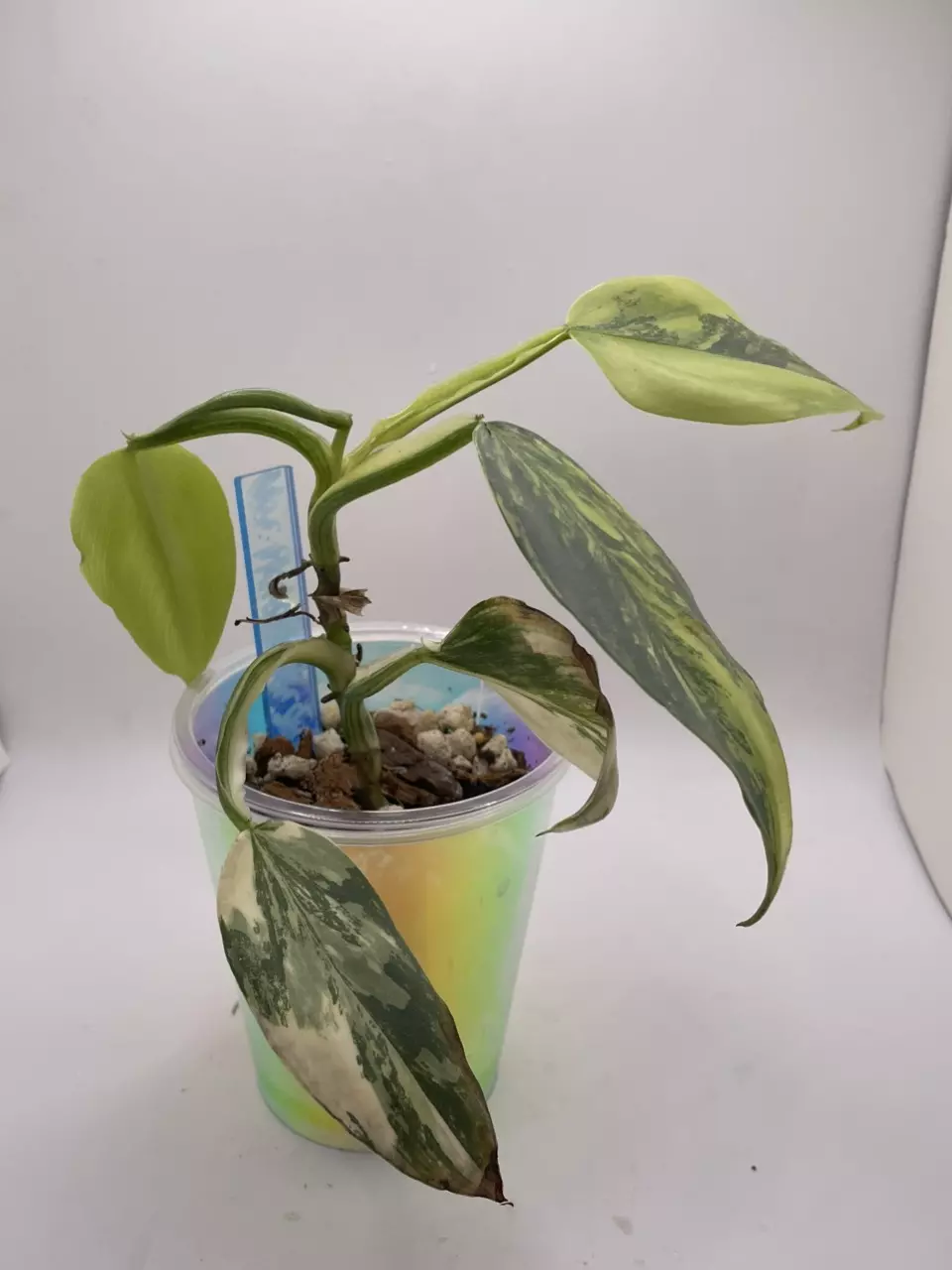 Philodendron Silver Sword variegated thumbnail