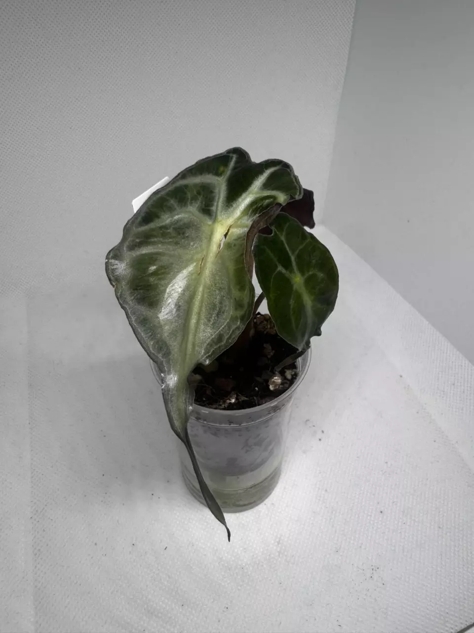 Alocasia Venom thumbnail