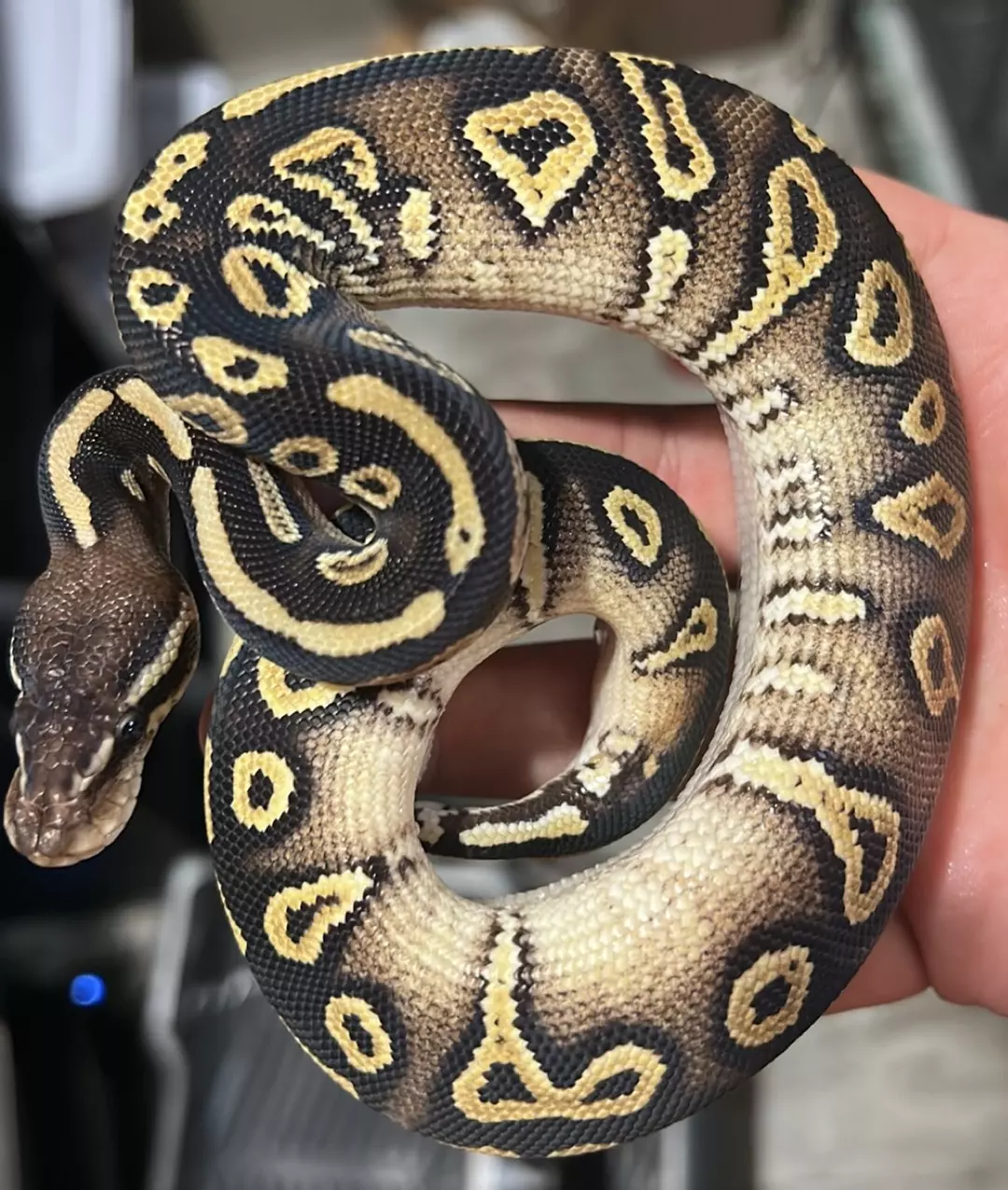 Black Head Pastel Gravel 50% Het Hypo thumbnail