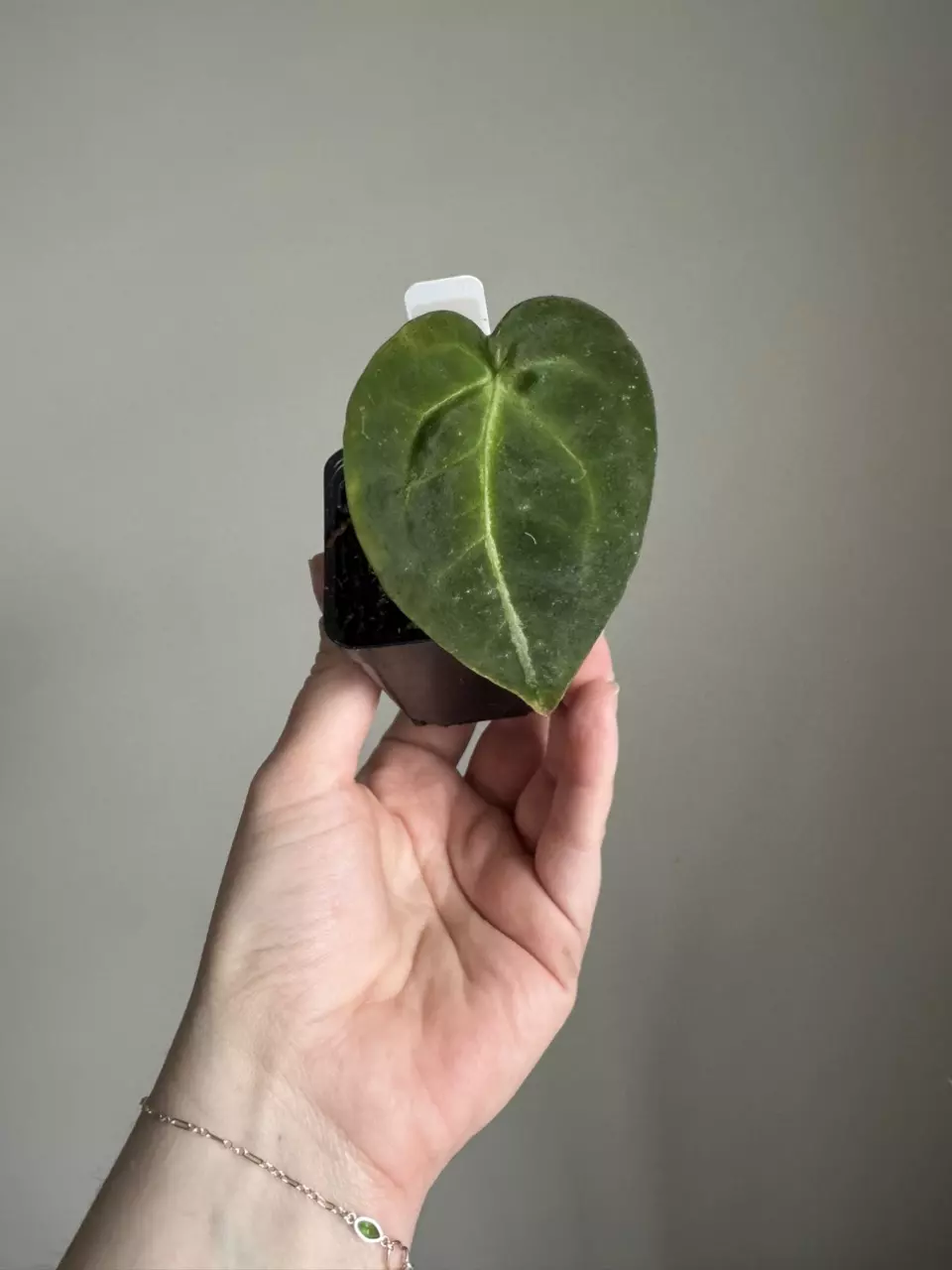 Anthurium Dark Forgetti x (Carla x A2 x RA7) thumbnail