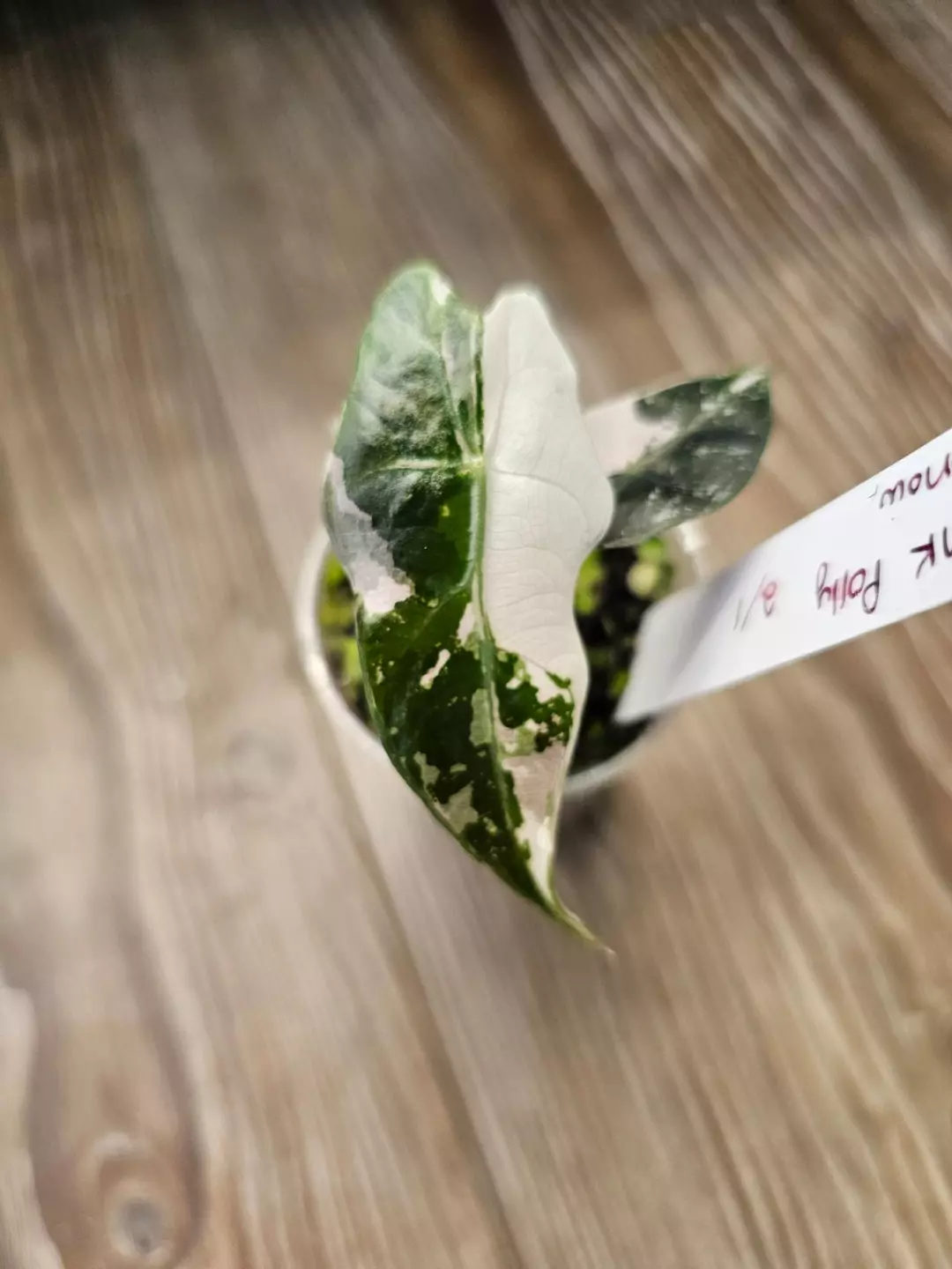 Alocasia Pink Polly Snow thumbnail