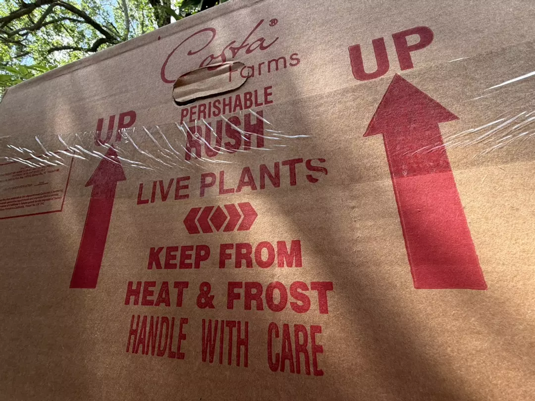 OVERNIGHT RUSH SHIPMENT‼️⚠️‼️⚠️‼️⚠️ thumbnail