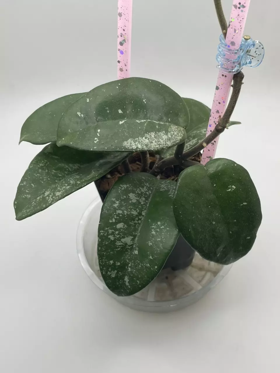 Hoya AH Mulan Splash thumbnail