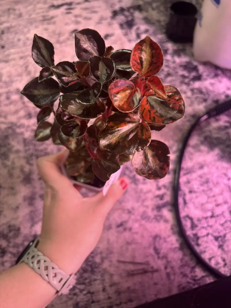 Pepperomia crème Burle orange thumbnail