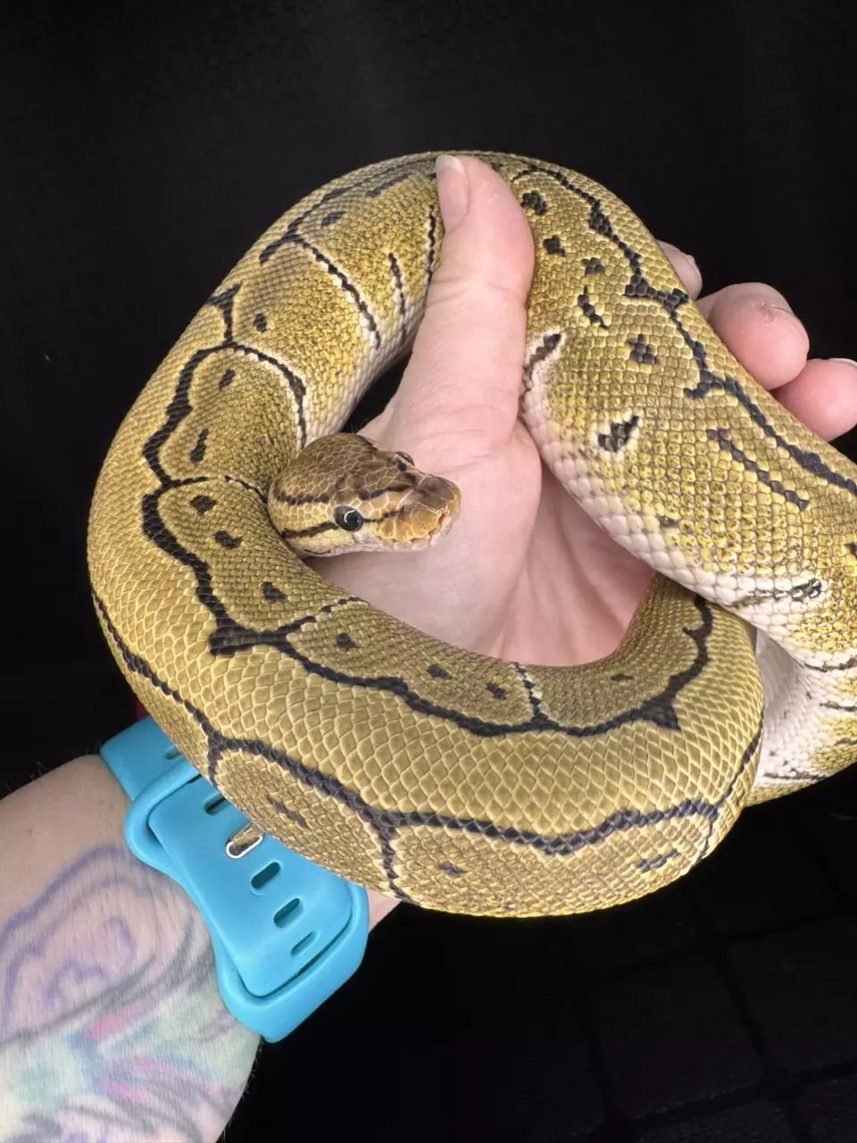 1.0 Ball Python Pinstripe Het Hypo/Pied Poss Het DG thumbnail