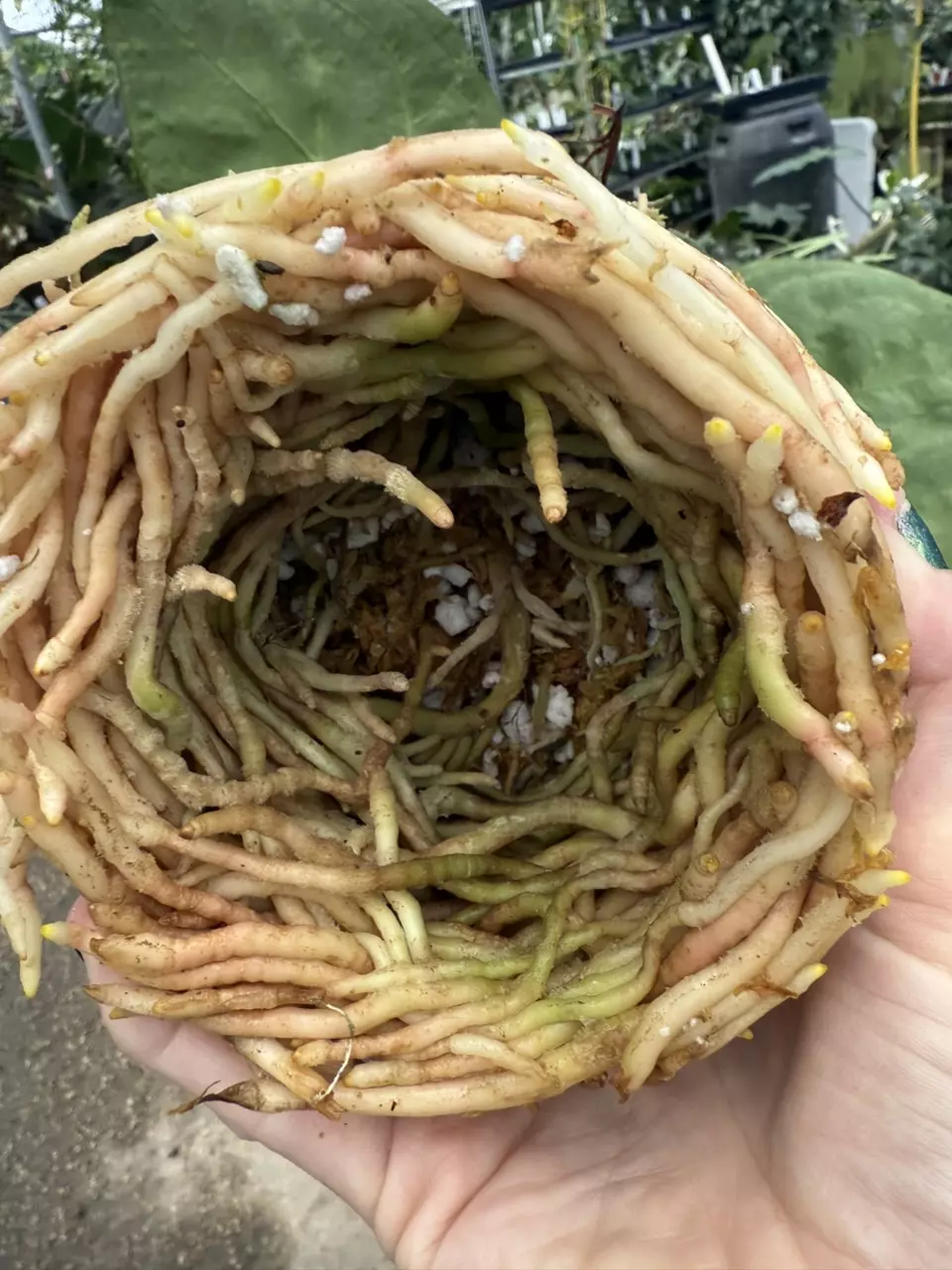 UP-POT my plant! Please type 4 digit number and plant name in customer notes. thumbnail