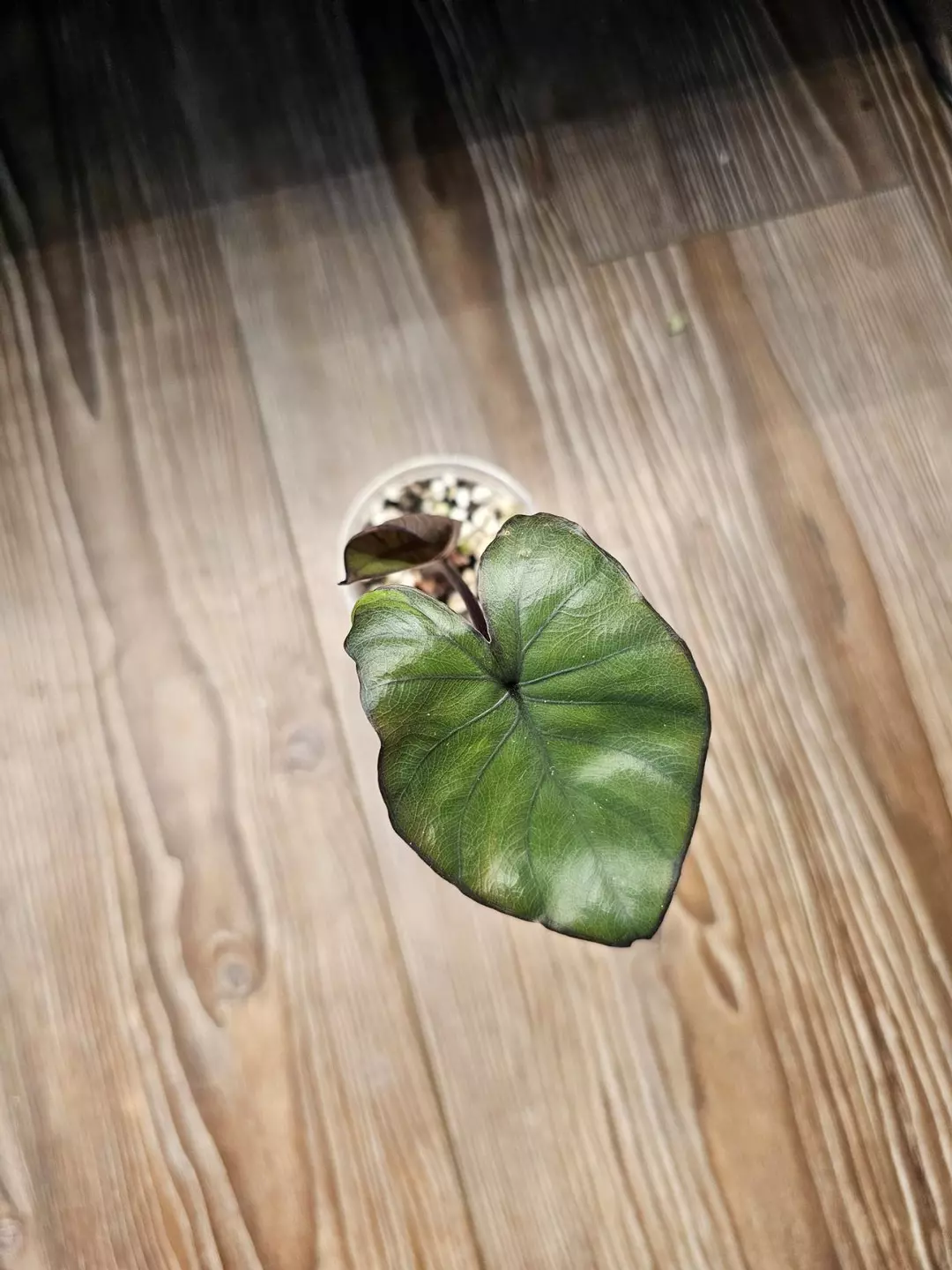 Alocasia Mystery thumbnail