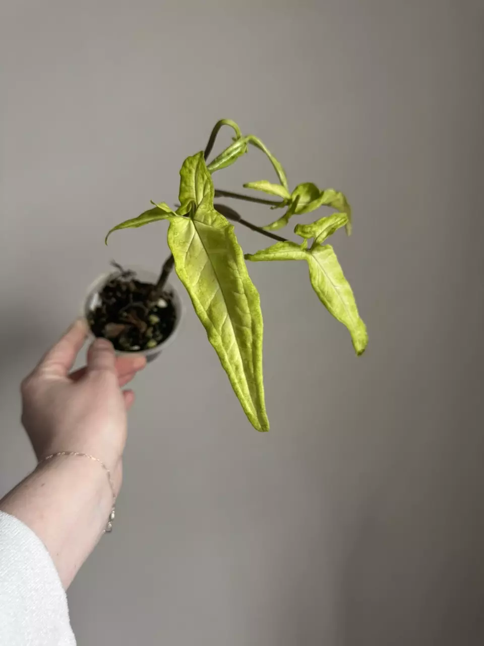 Syngonium Angustatum Lemon Lime thumbnail