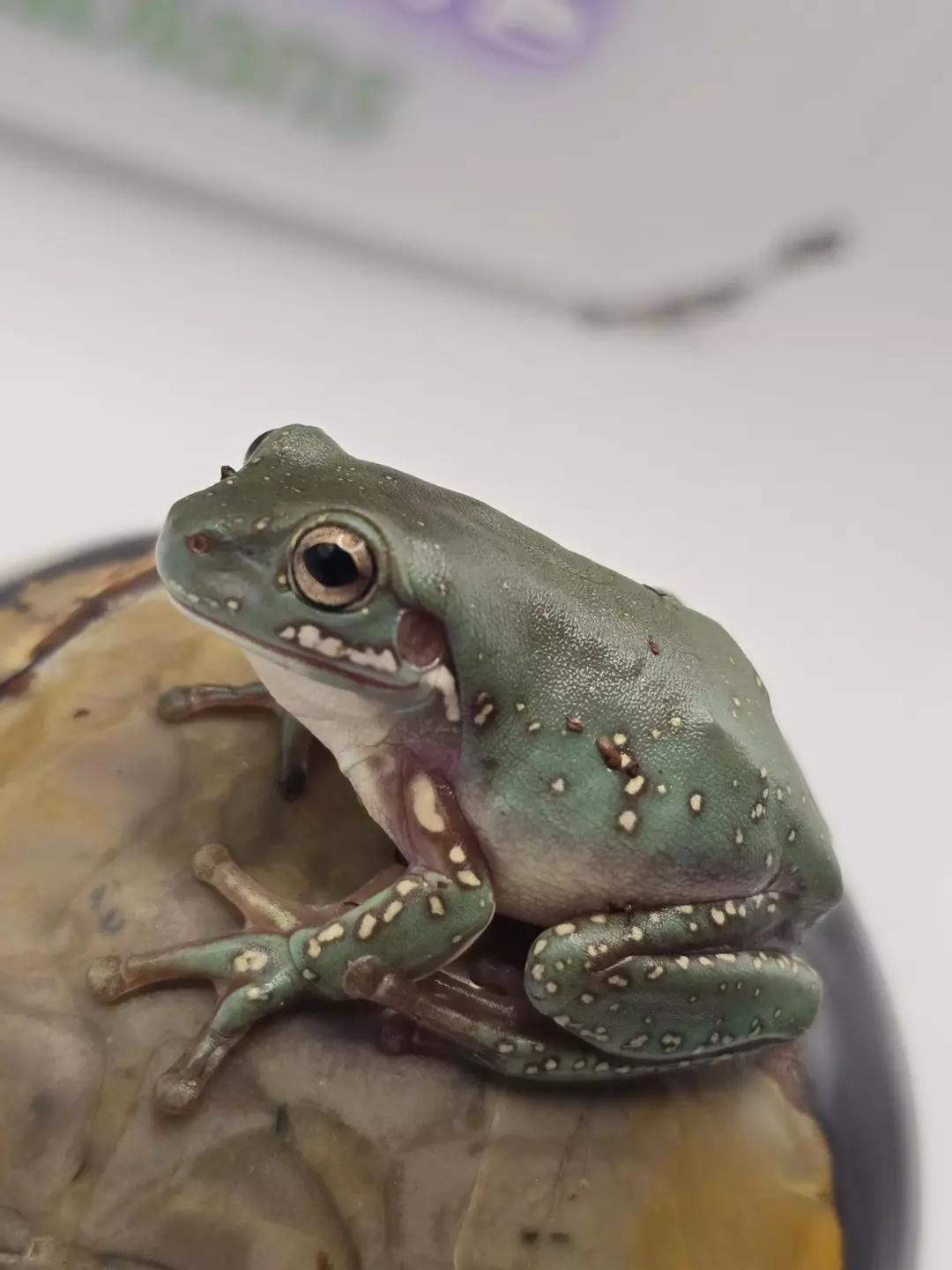 "Fawn Ken Jr" Blue phase Squall x Storm (Missing toe) thumbnail