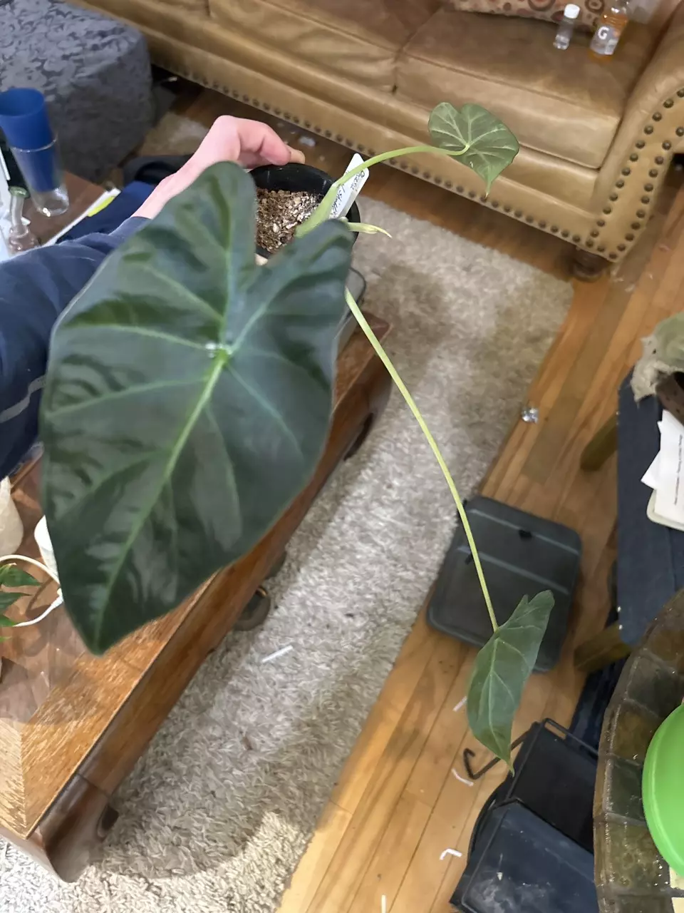 Alocasia Regal Shields pup thumbnail