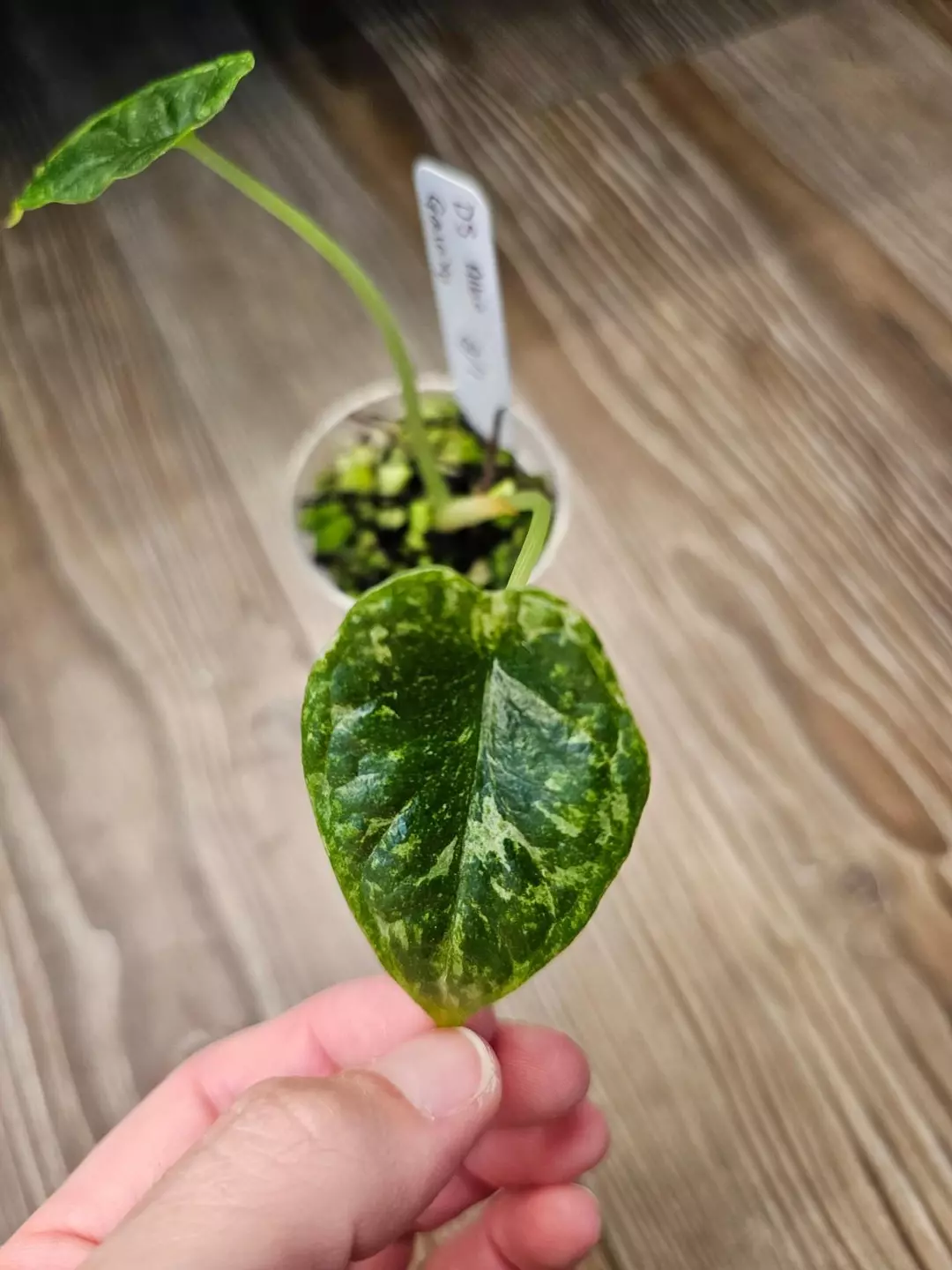 Alocasia Dragonscale Albo Galaxy thumbnail