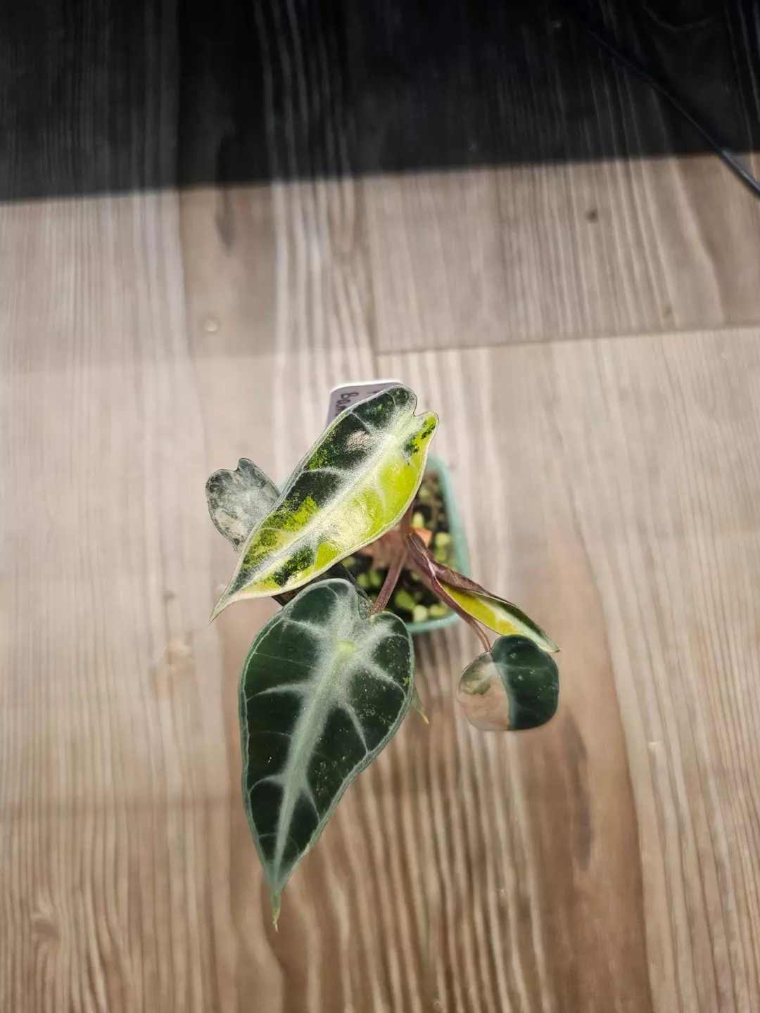 Alocasia Bambino Aurea thumbnail