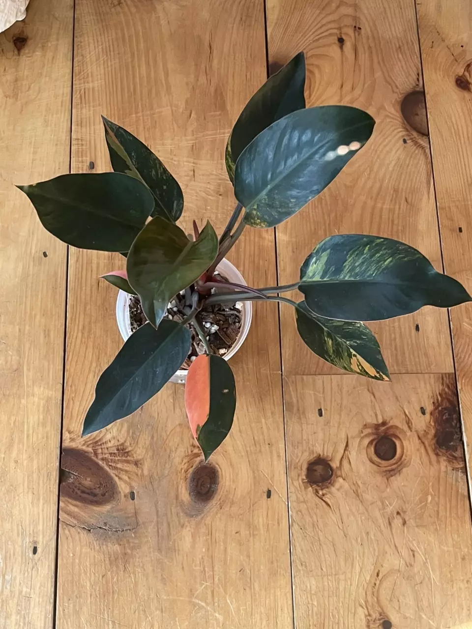 Philodendron Red Congo Variegated thumbnail