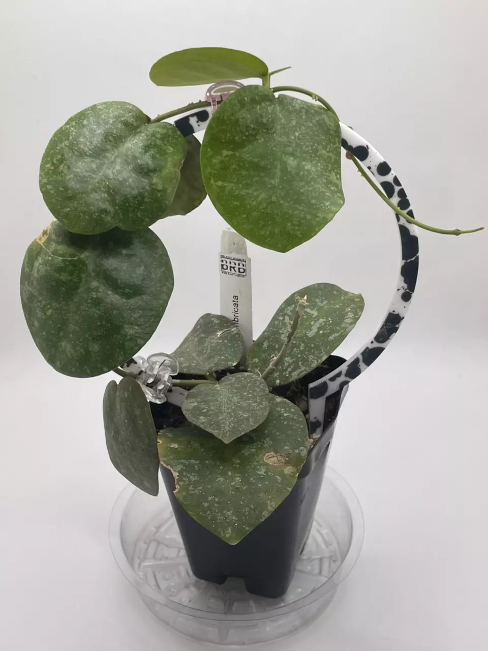 Hoya Ellipitica x Impricata thumbnail