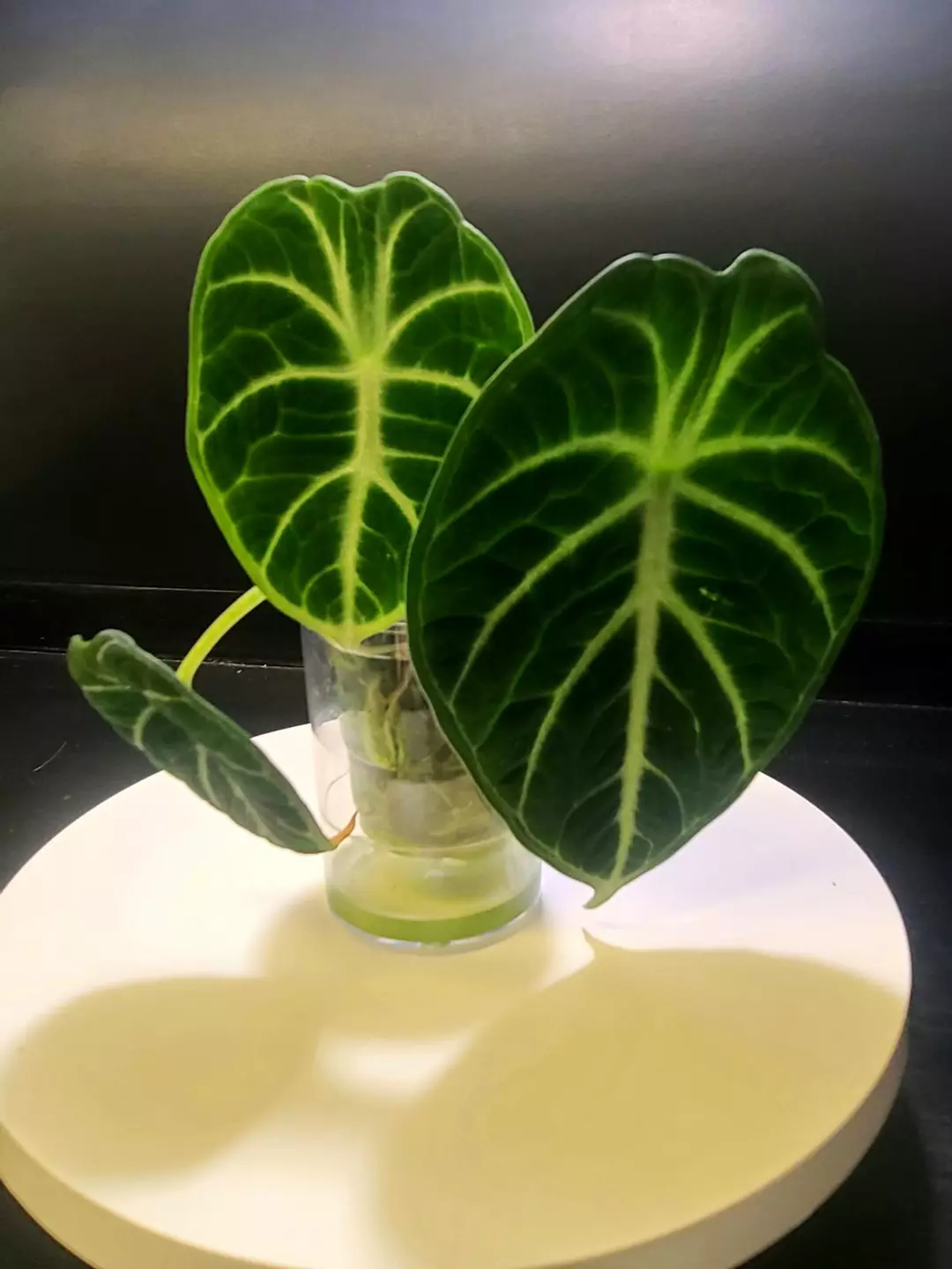 NINJA ALOCASIA/WELL ROOTED thumbnail