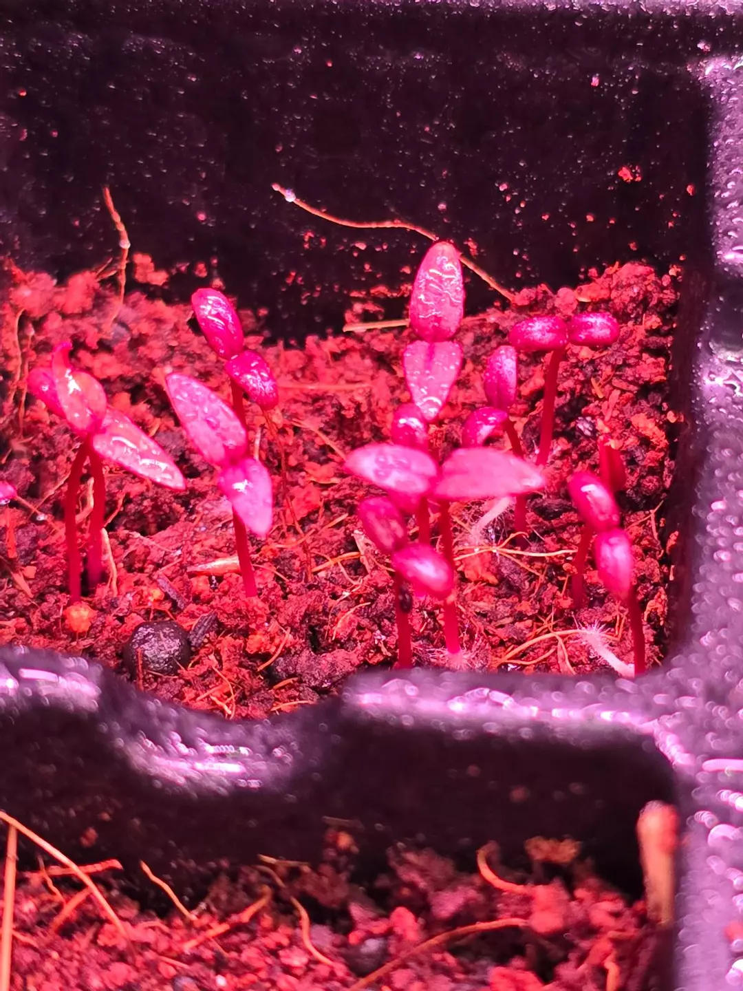 1 Celosia bunch - seed grown fully rooted 2in pot GC thumbnail