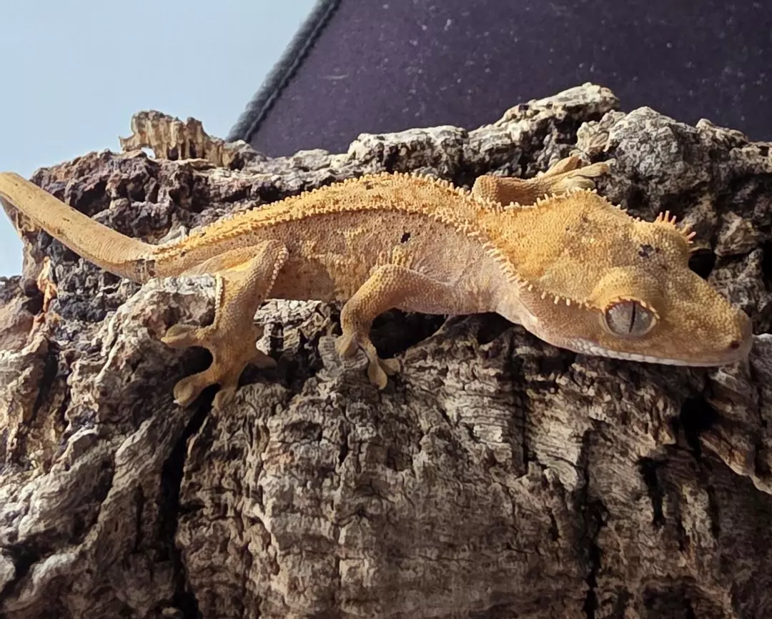 HQ3- Lavendar Pinstripe - male 7g thumbnail