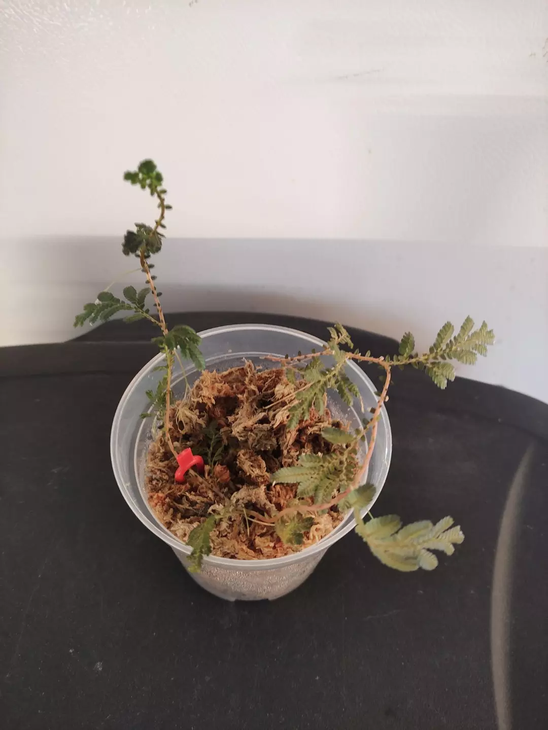 Selaginella willdinowii thumbnail