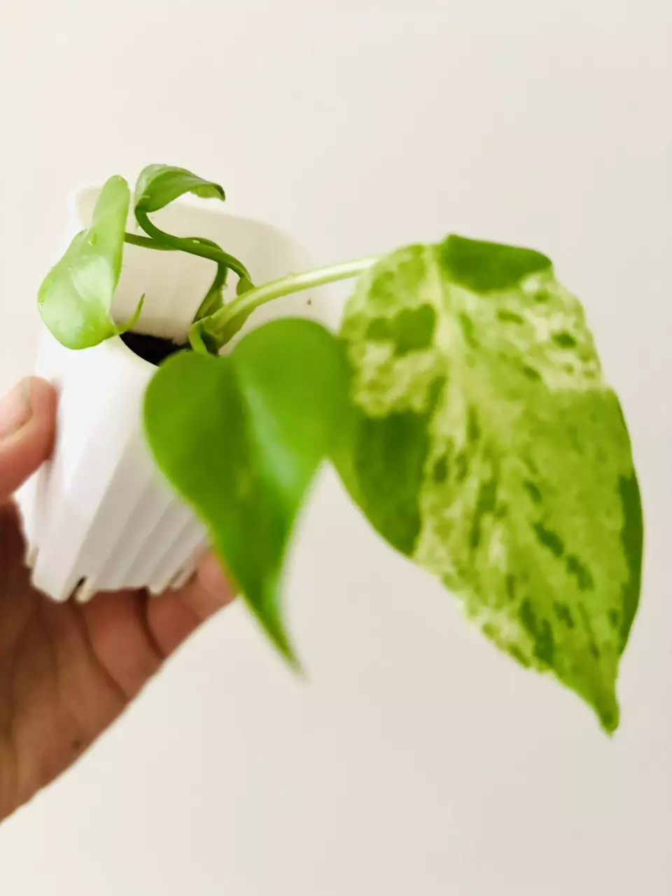 Monstera Bulbasaur Plant thumbnail