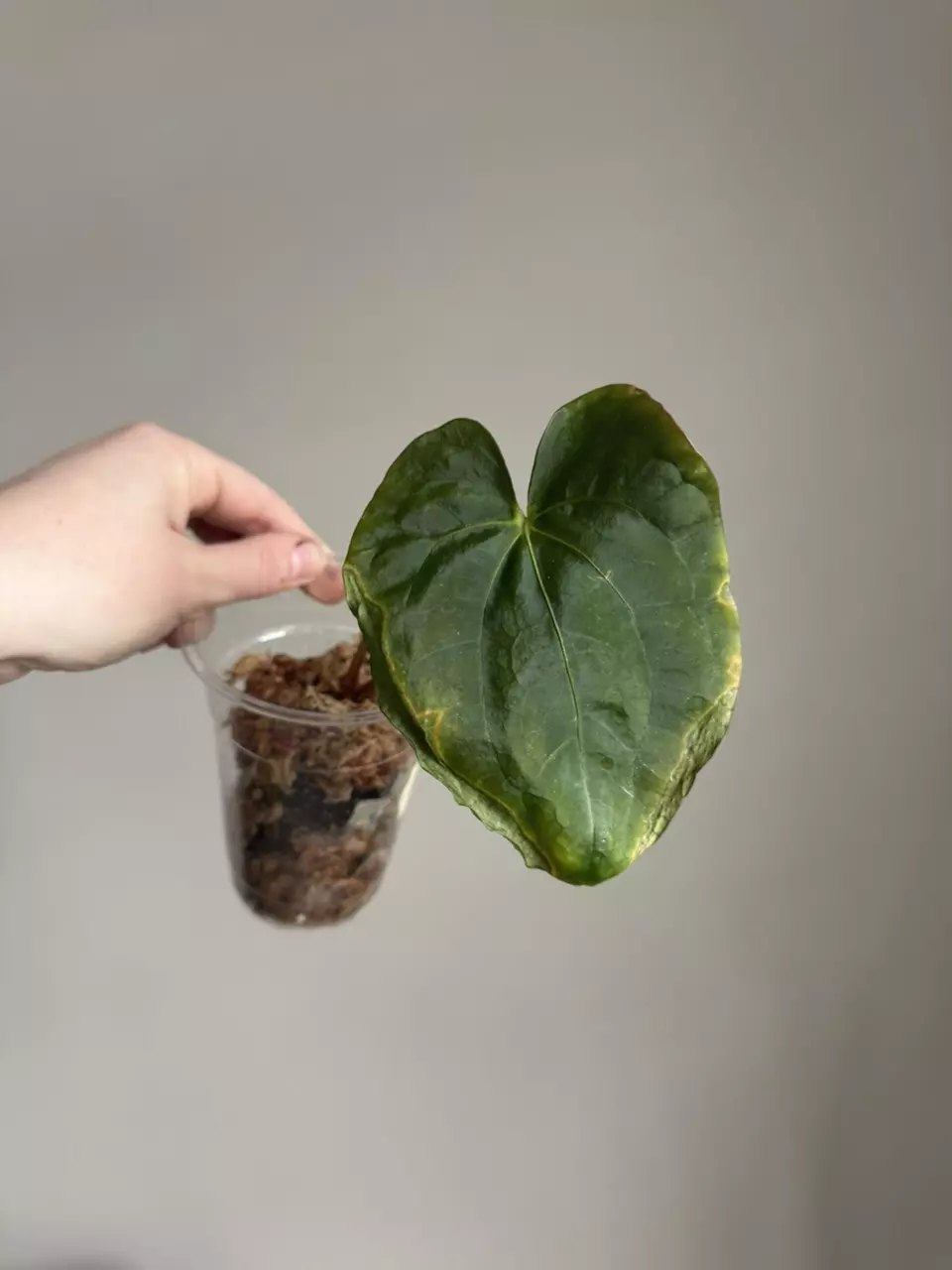 Anthurium Lisa Anderson AOS x (Pap x self) thumbnail