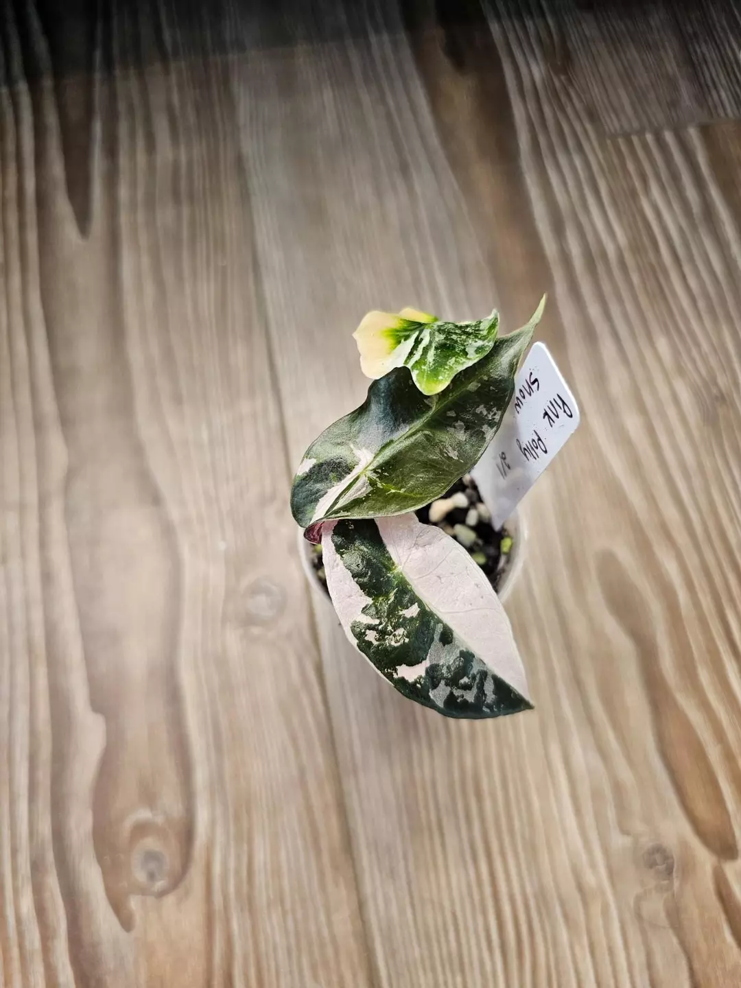 Alocasia Pink Polly Snow thumbnail