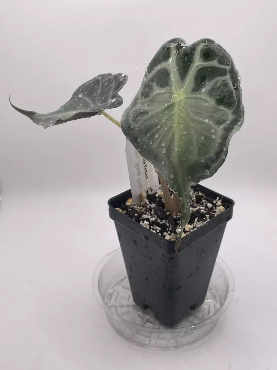Alocasia Venom thumbnail