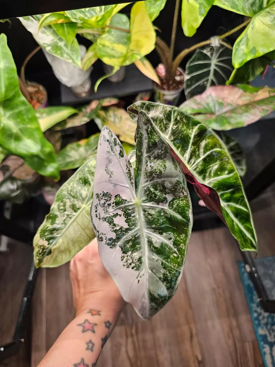 Nairobi Nights Sprouted Corm thumbnail