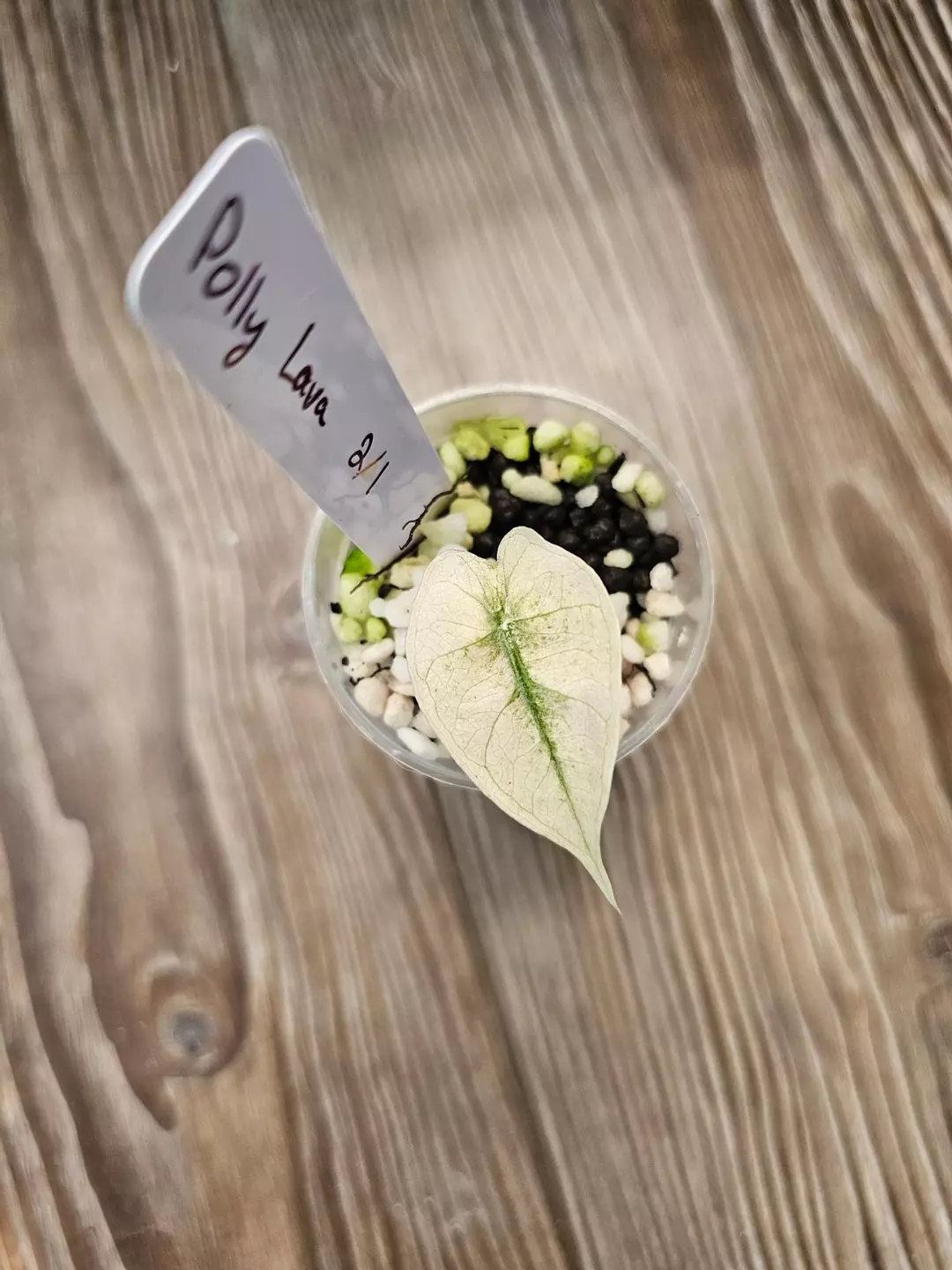 Alocasia Polly Lava thumbnail