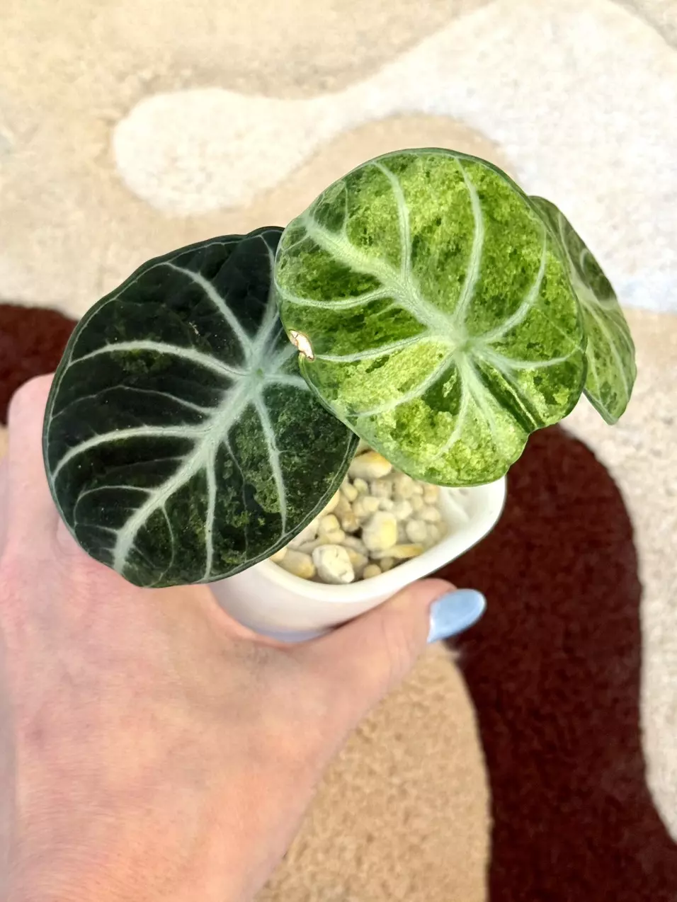 alocasia tricolor ninja splash 🥷💚 thumbnail