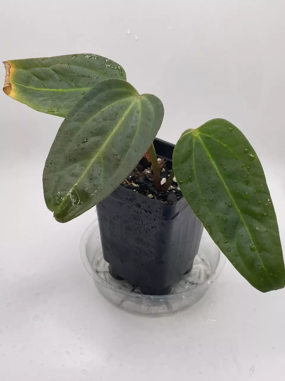 Anthurium Ace of Spade DF x Portilliae thumbnail