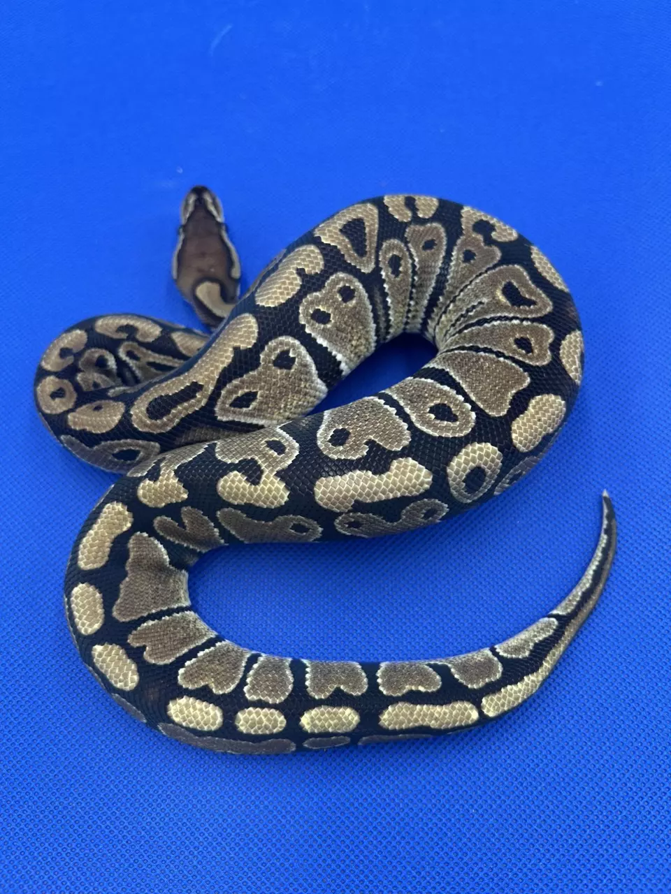 Chocolate Het Clown 50% Het Hypo thumbnail