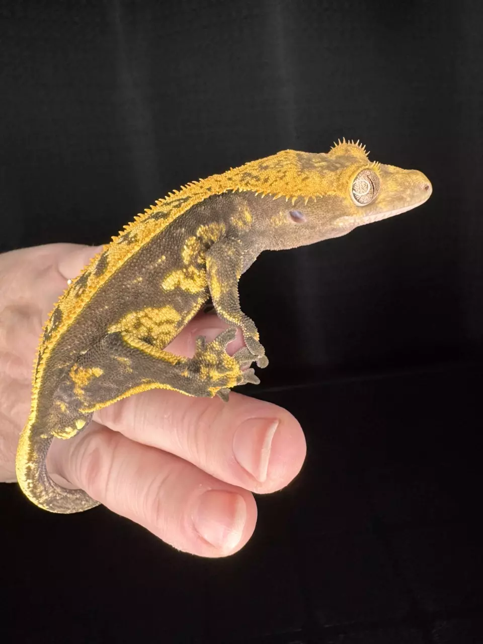 Halloween Pinstripe Male thumbnail