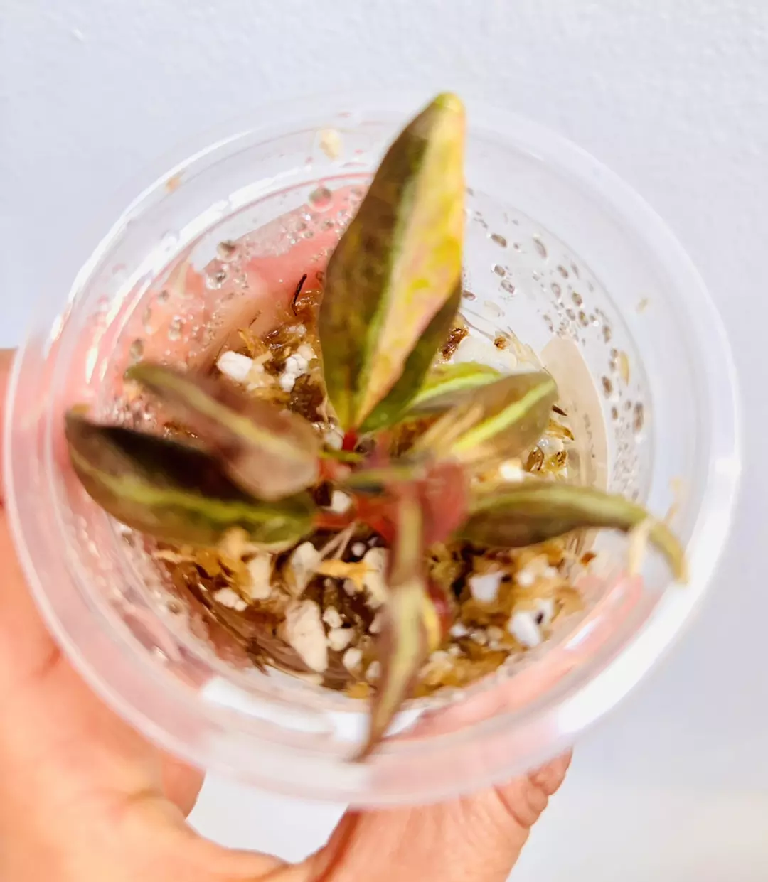 Very rare peperomia high voltage variegated plant thumbnail