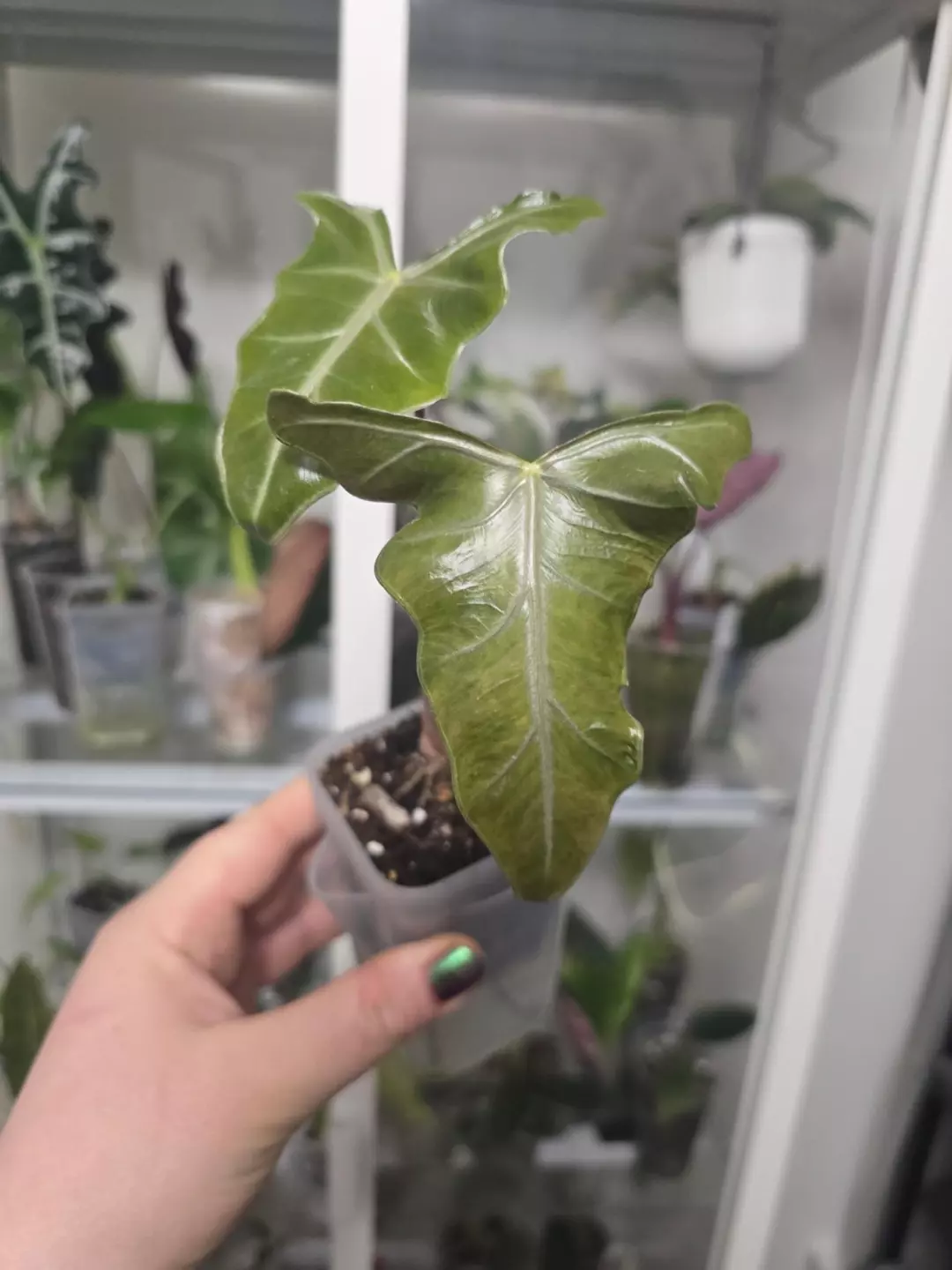 Alocasia Lailah Corm thumbnail