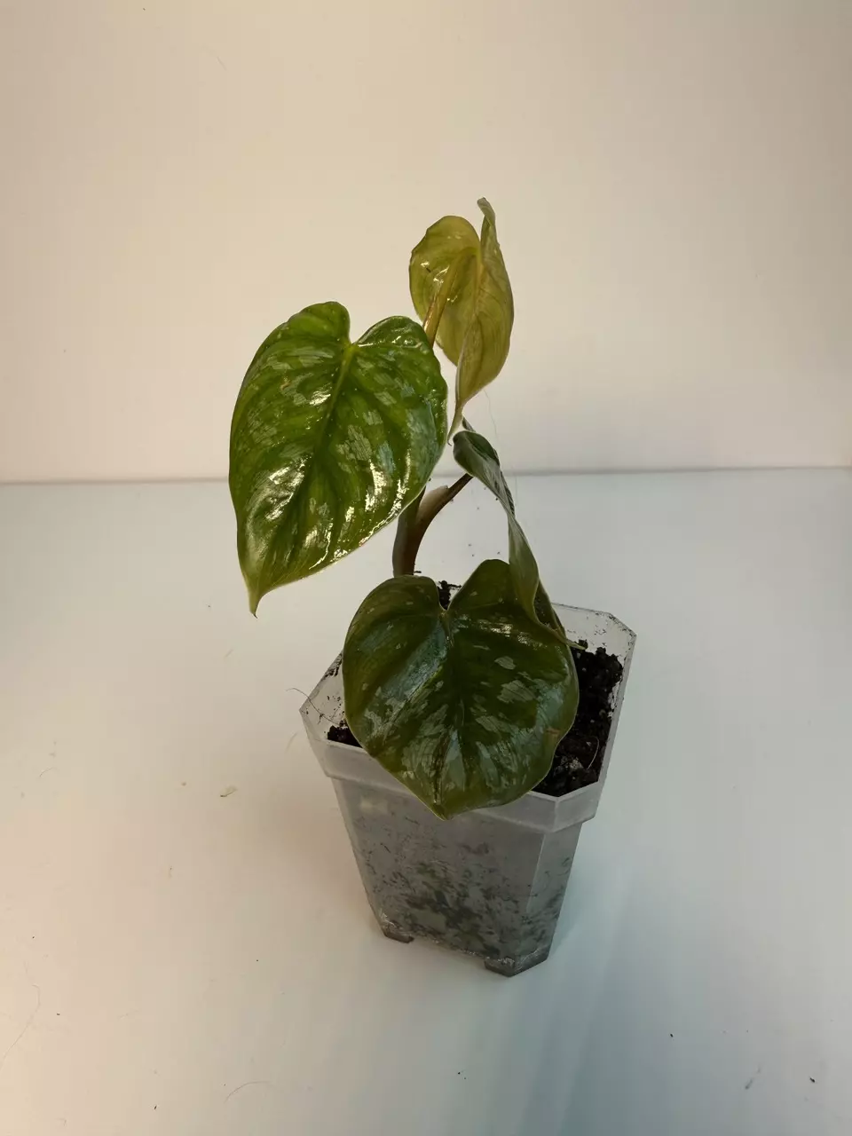 Philodendron Majestic (Grower's Choice) thumbnail