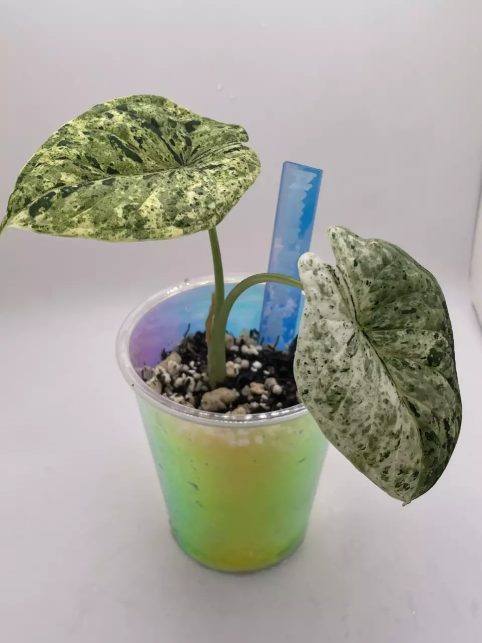 Alocasia Dragon Scale Mint  thumbnail
