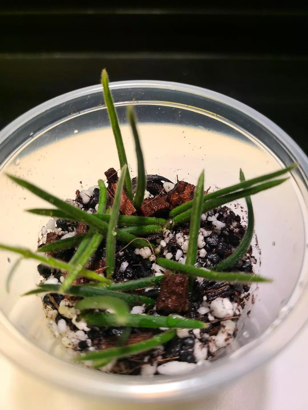 HOYA LINEARIS/ROOTED thumbnail