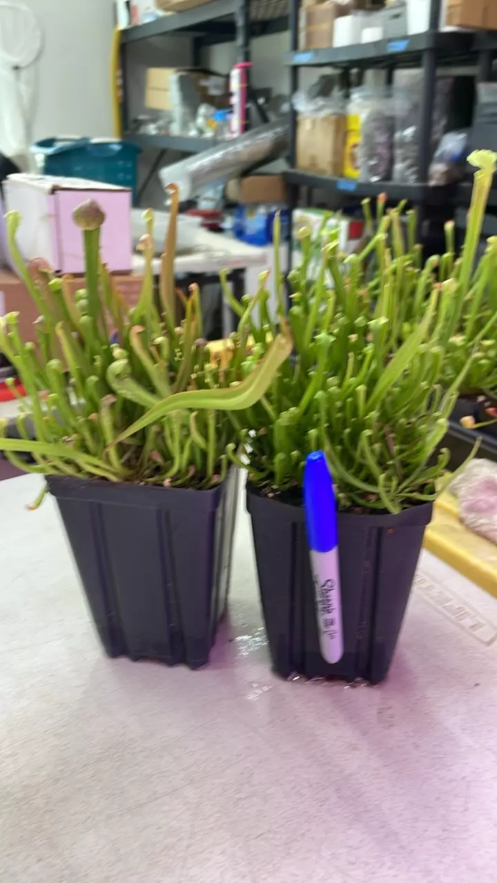 50 Pack of small seedlings. - Mega Mix thumbnail