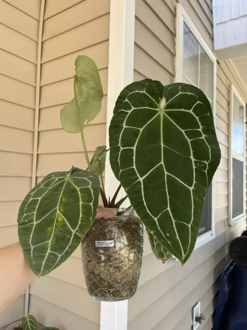 LG Mature Anthurium Crystal thumbnail