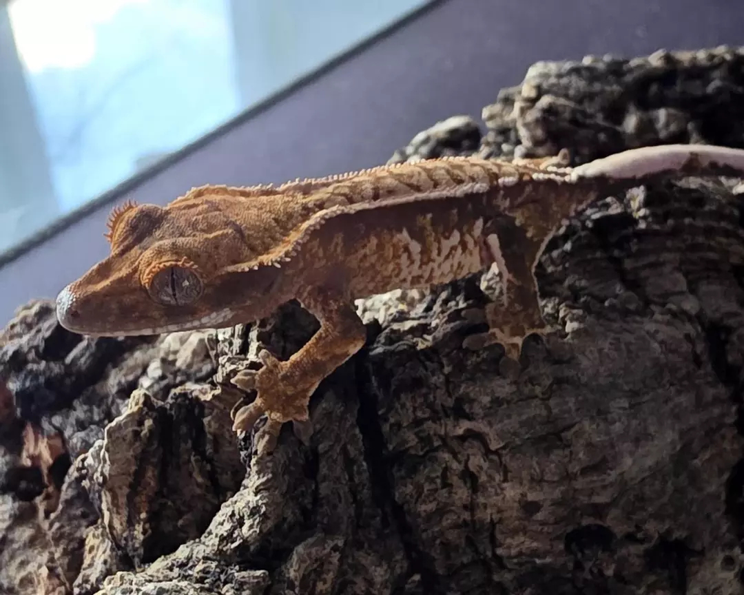 Hatch2- Tri-color - npv parent picks in collection thumbnail