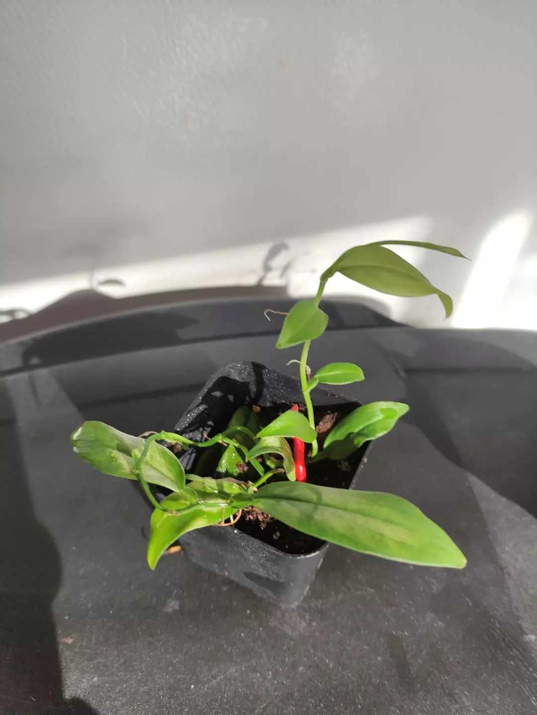 Pothos sp. Java thumbnail