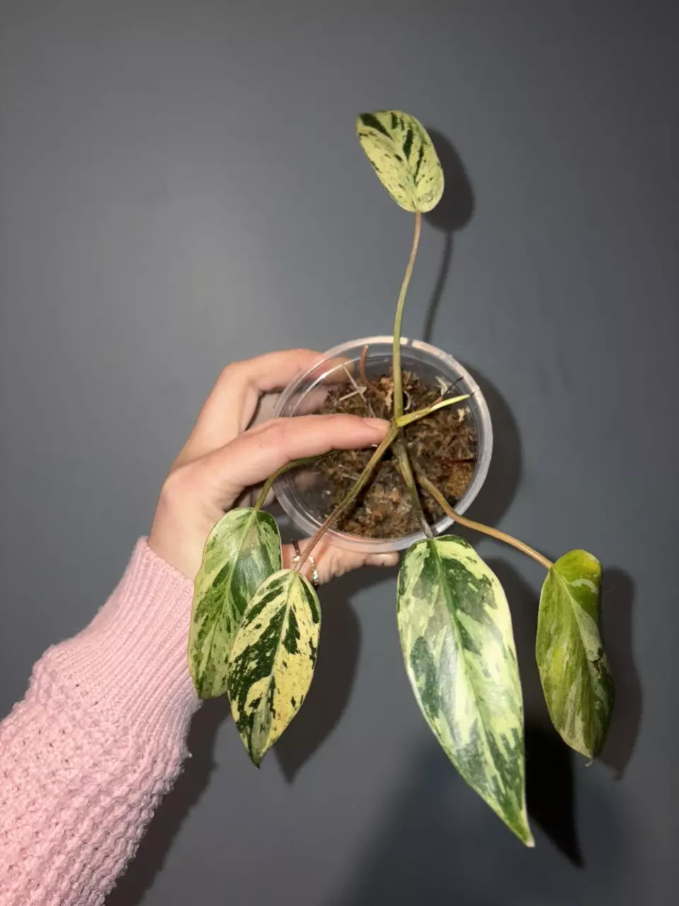 Philodendron Emerald King thumbnail