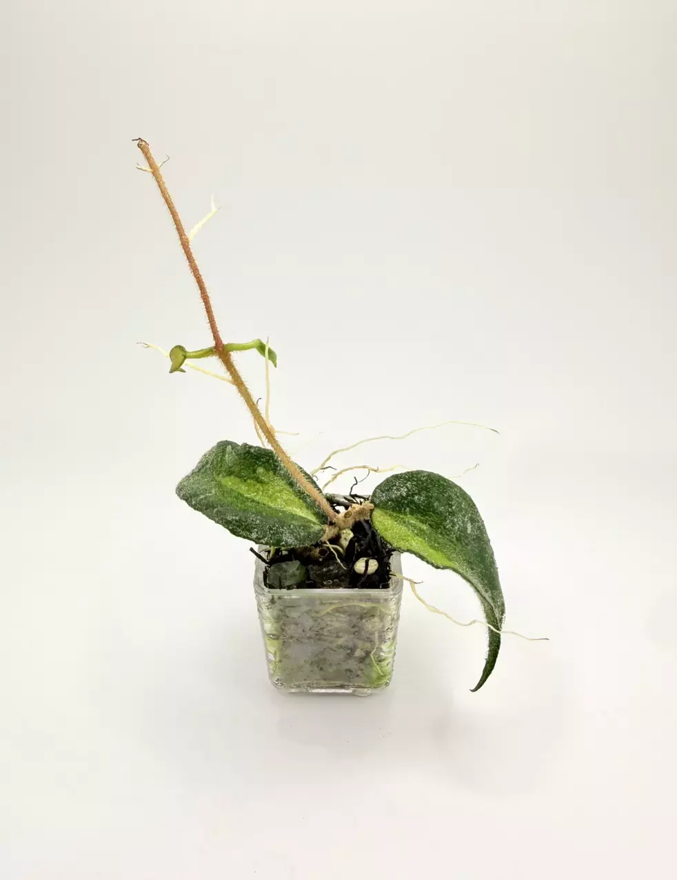 Hoya Caudata Variegated (rooted + active growth point) thumbnail